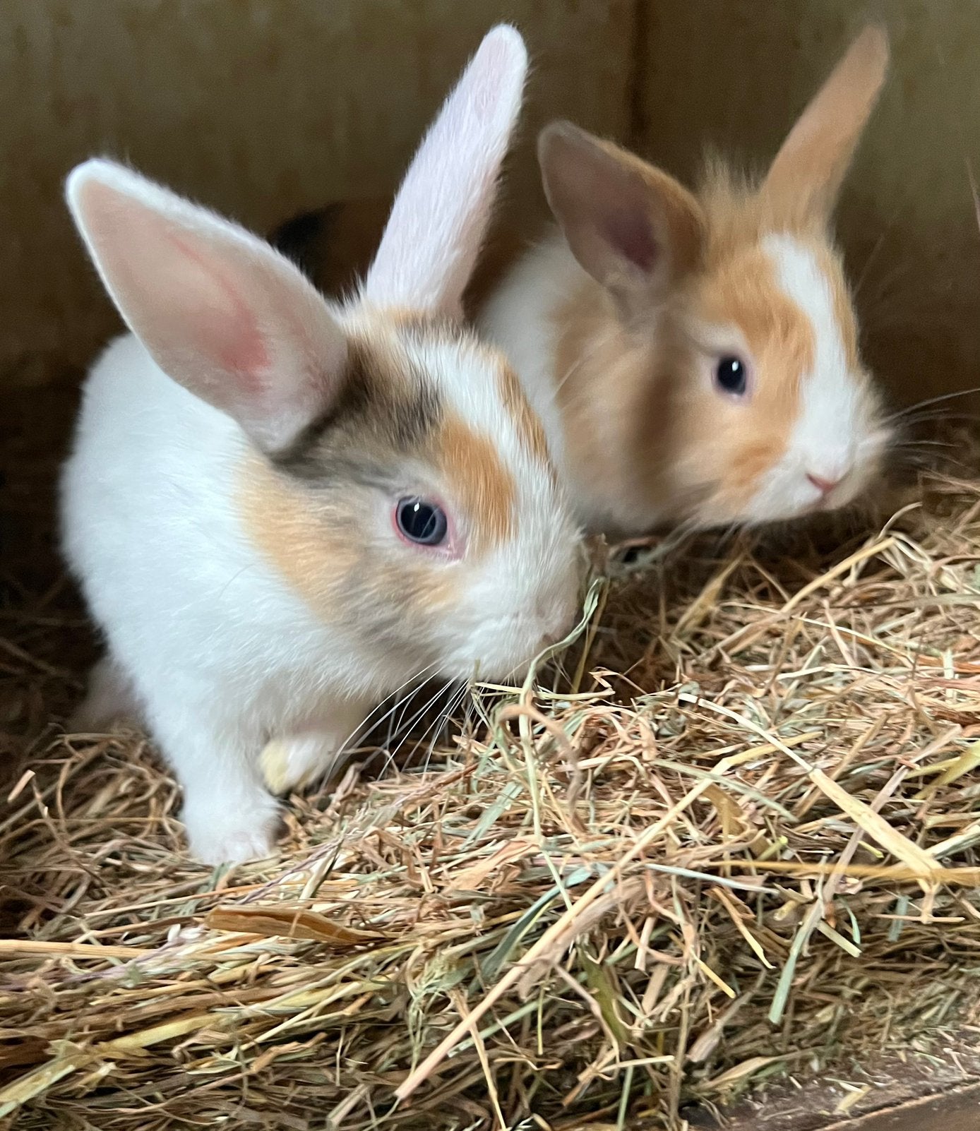 Makke jonge konijntjes, Meerdere dieren
