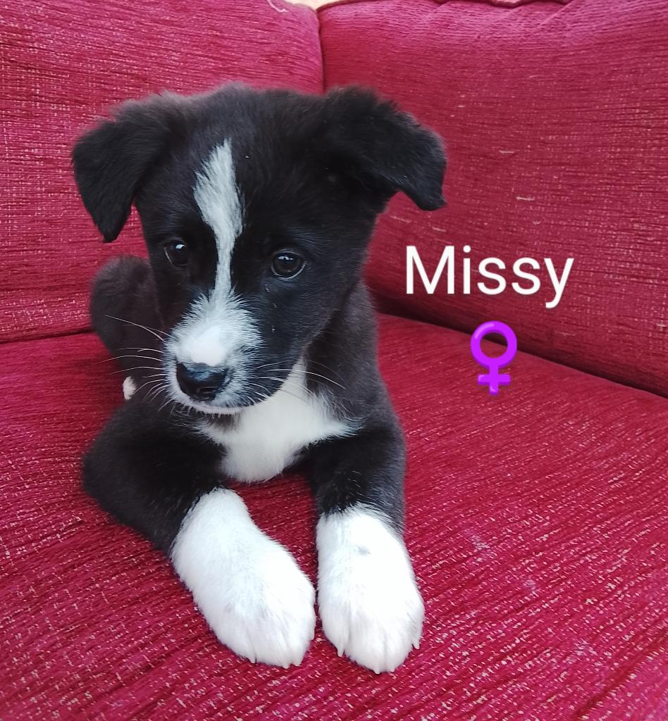 kleine rescue zoekt liefdevol thuis OPNIEUW BESCHIKBAAR, Particulier, 15 weken tot 1 jaar, Buitenland, Parvo