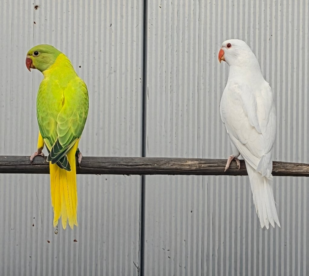 Halsbandparkieten, Meerdere dieren, Parkiet, Geringd