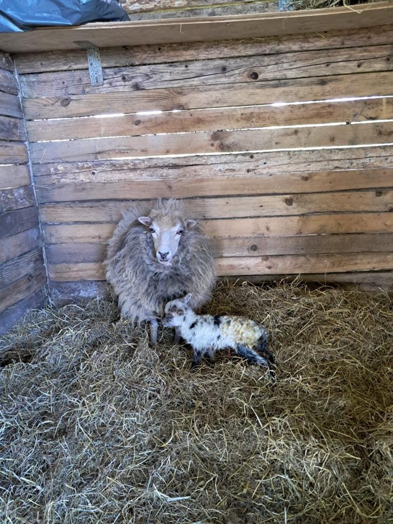 Quessant ooi. Met ooilam, Dieren en Toebehoren, Vrouwelijk, Geit