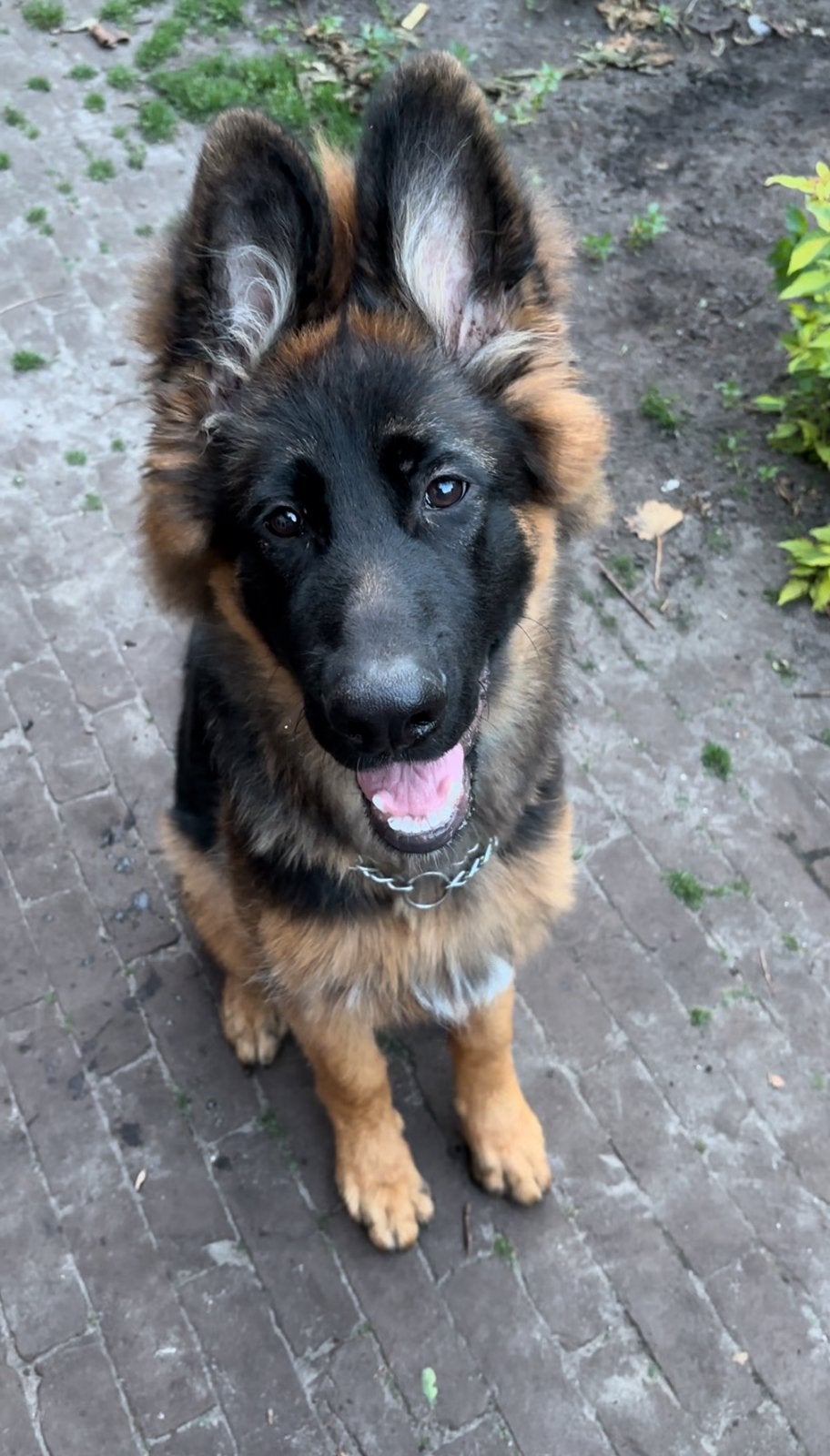 Duitse herder pup, Dieren en Toebehoren, Honden | Herdershonden en Veedrijvers, Reu, Herder, Particulier, Eén hond, Nederland