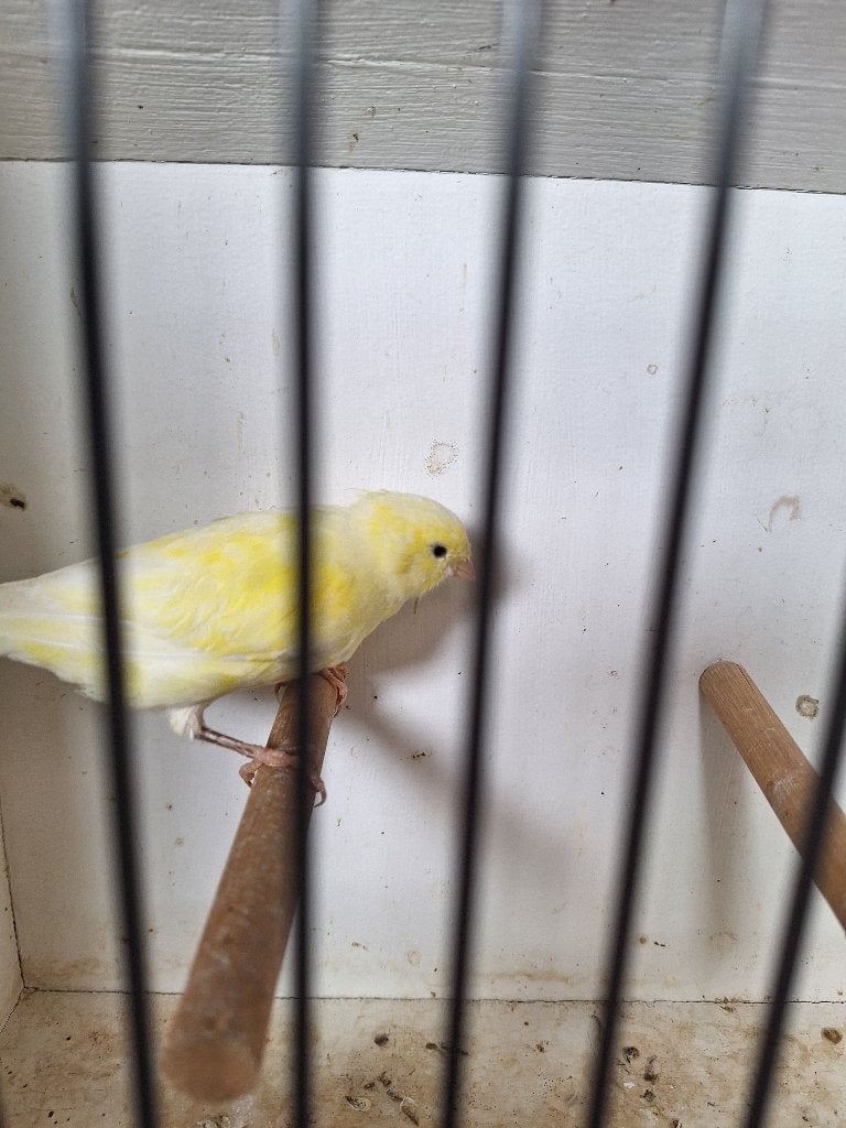 Kanarie (pop), Dieren en Toebehoren, Vogels | Kanaries, Vrouwelijk, Kleurkanarie