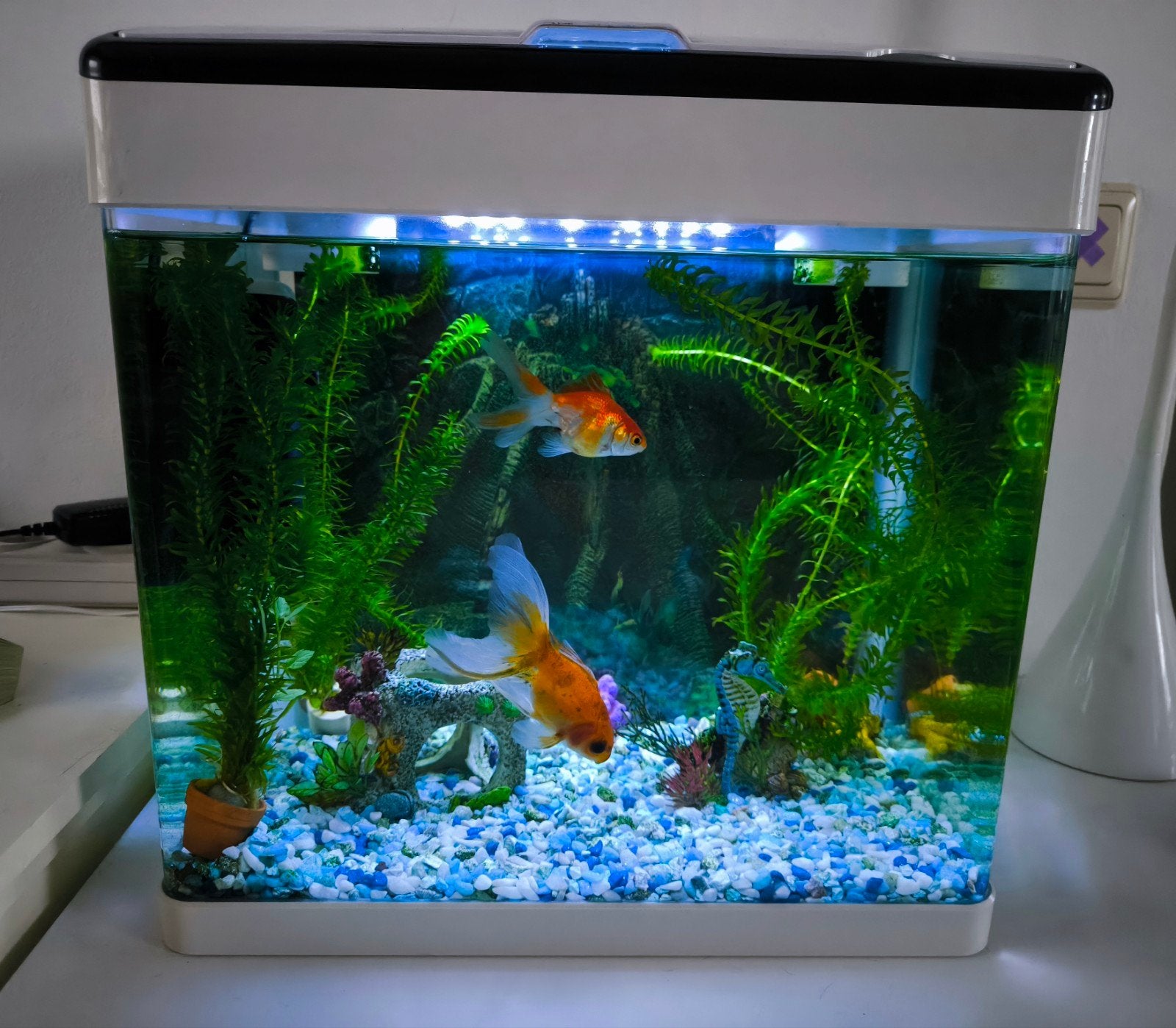 Superfish Aquarium met sluierstaarten en algemeter, Dieren en Toebehoren, Ophalen, Gevuld zoetwateraquarium, Superfish, Inclusief vissen