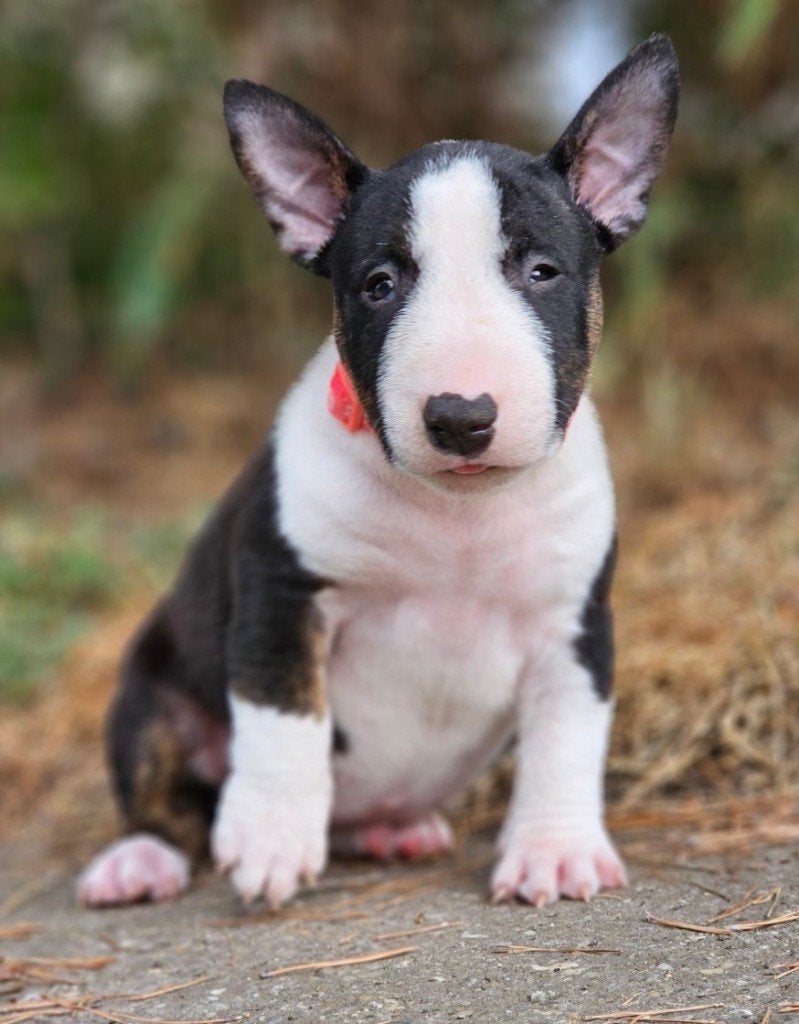 Miniature Bull Terrier pups, Bull Terriër, 8 tot 15 weken, Buitenland, Parvo