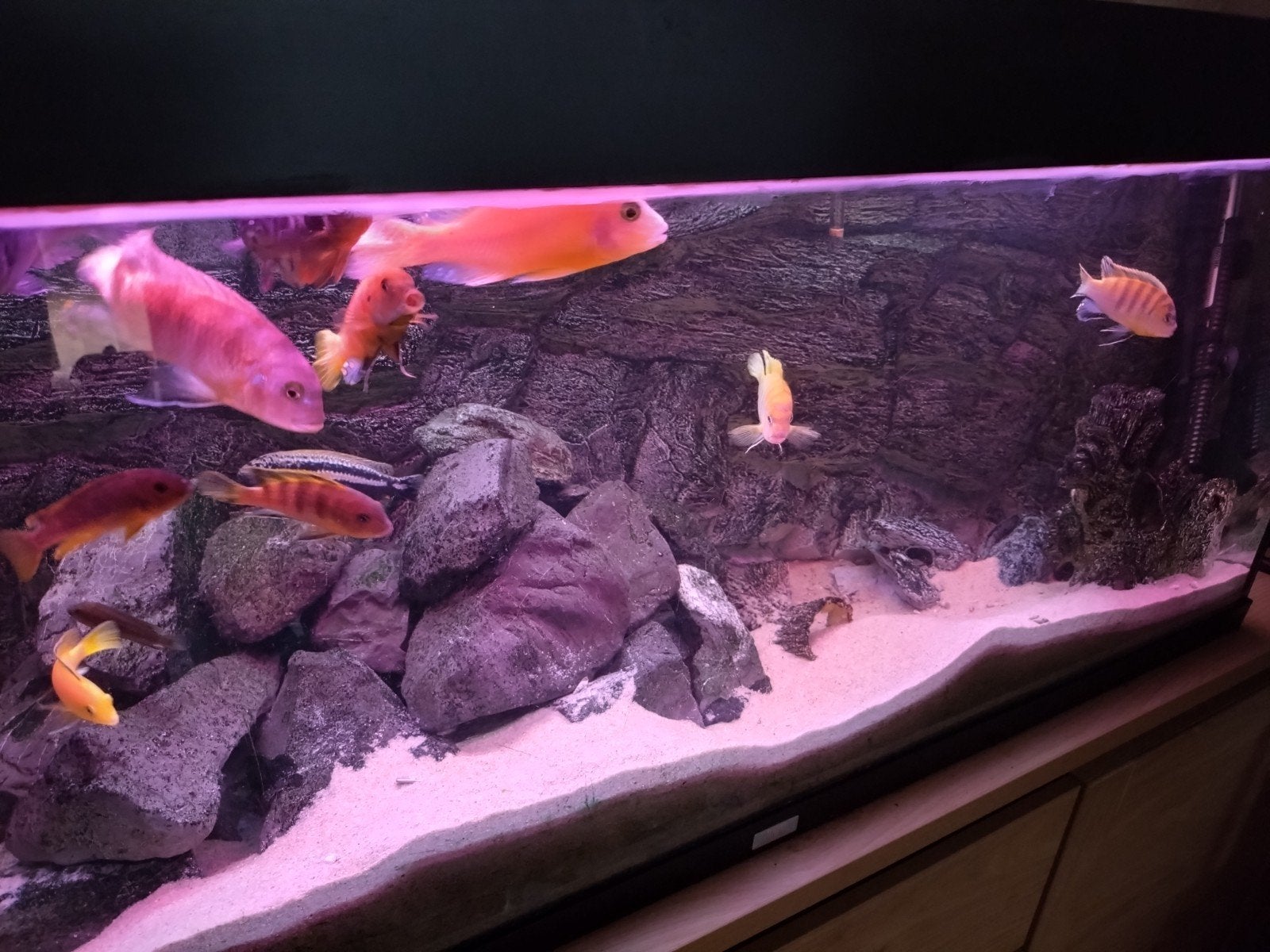 Aquarium met malawi cichliden met veel extra, Gebruikt, Gevuld zoetwateraquarium, Juwel, Ophalen