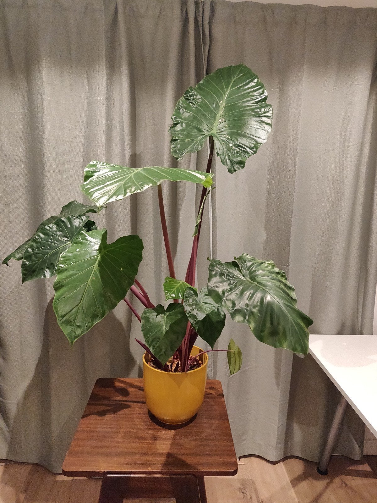 Kamerplant, GRATIS, Ophalen, Halfschaduw, Minder dan 100 cm