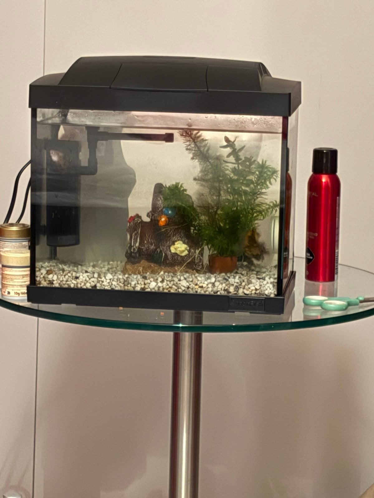 GOUDVISSEN TE KOOP MET ALLES ERBIJ, Dieren en Toebehoren, Vissen | Aquaria en Toebehoren, Ophalen, Vissenkom