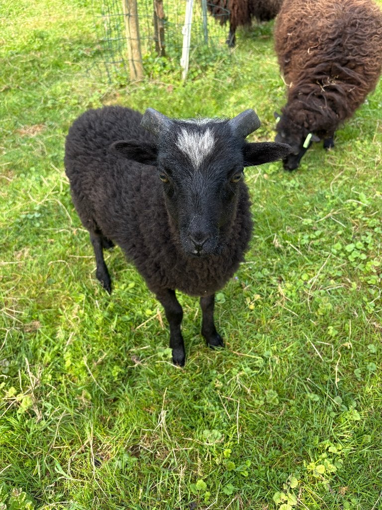 Jonge Ouessant Rammen, Dieren en Toebehoren, Mannelijk, Schaap, 0 tot 2 jaar