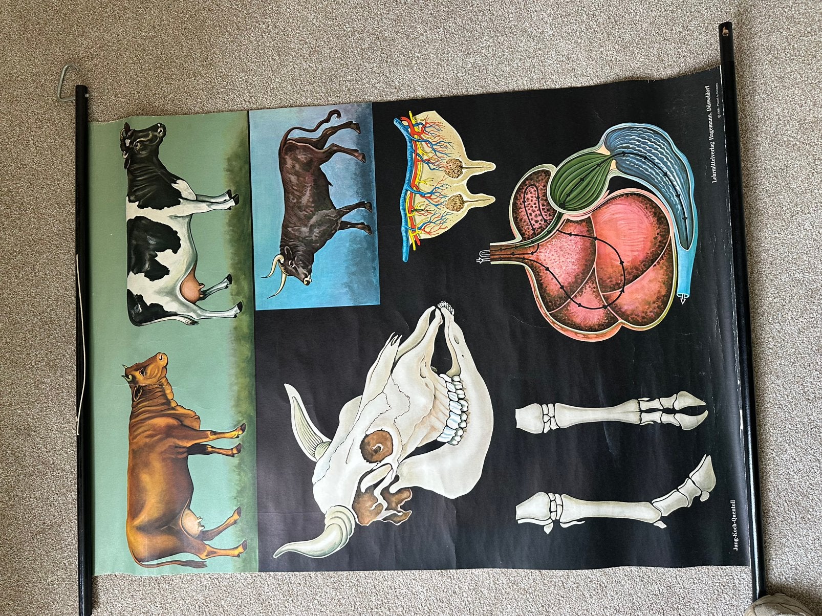 Vintage Anatomische Schoolplaat: Rundvee Anatomie, Antiek en Kunst, Antiek | Schoolplaten, Ophalen of Verzenden, Natuur en Biologie