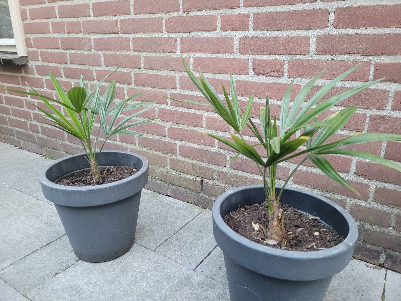 Palmplantjes, Ophalen of Verzenden, Overige soorten, Volle zon