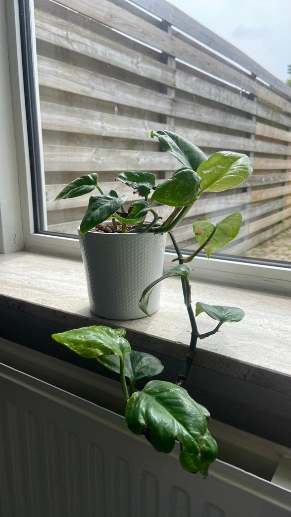 Hangplant mét pot, Ophalen, Halfschaduw, Minder dan 100 cm