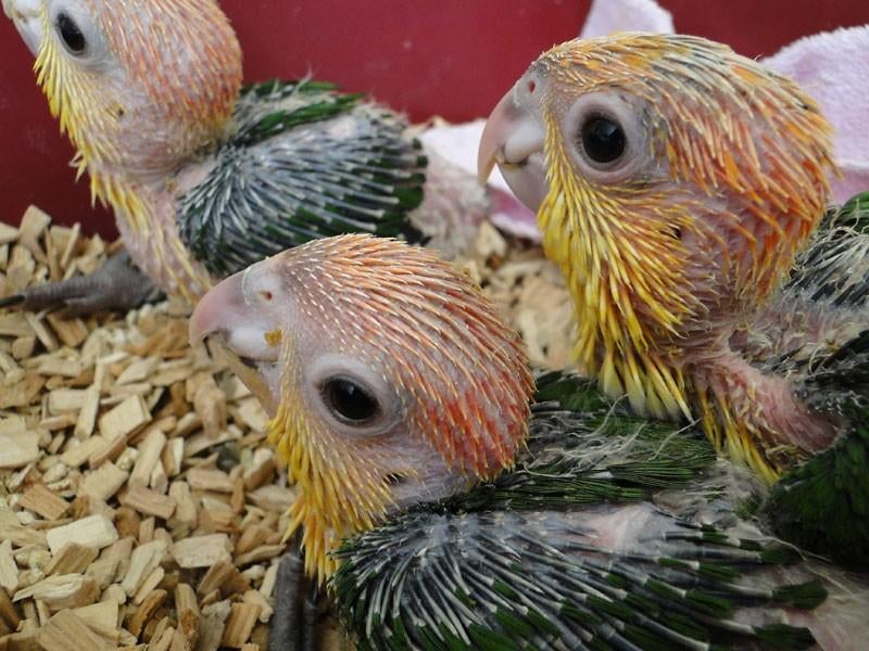 Roestkop Caique papegaaien vogels tam, Dieren en Toebehoren, Meerdere dieren, Papegaai, Tam