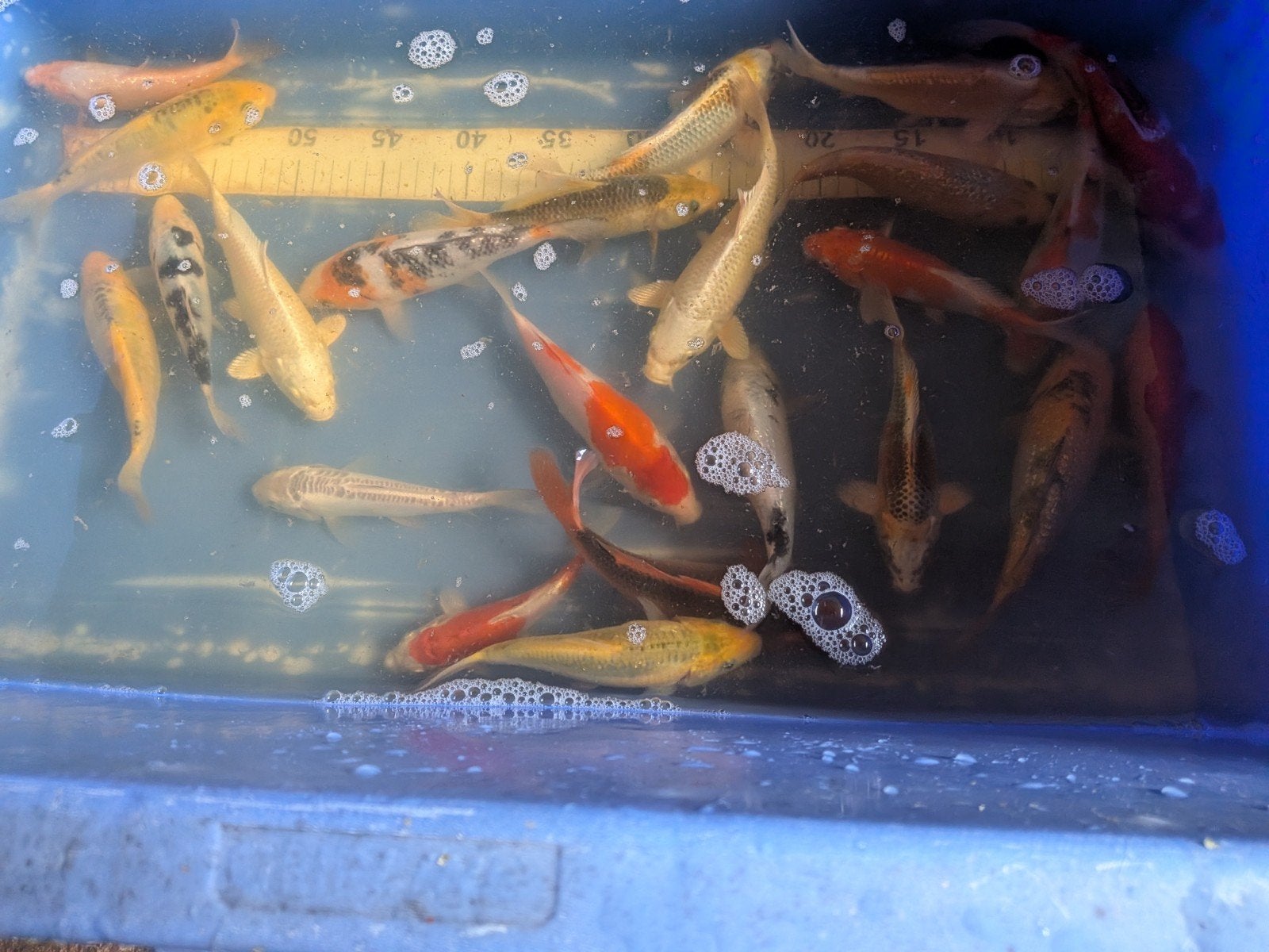 koikarpers, Karper of Koi