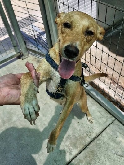 ACE: Meredith een rustig hondje, een rustig karakter, Dieren en Toebehoren, Honden | Niet-rashonden, Particulier, 1 tot 2 jaar