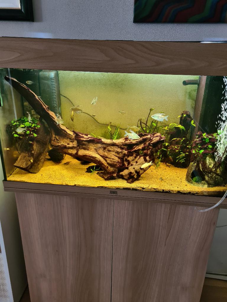 Rio 125 compleet met onderkast en vissen, Ophalen, Gevuld zoetwateraquarium, Zo goed als nieuw, Inclusief vissen