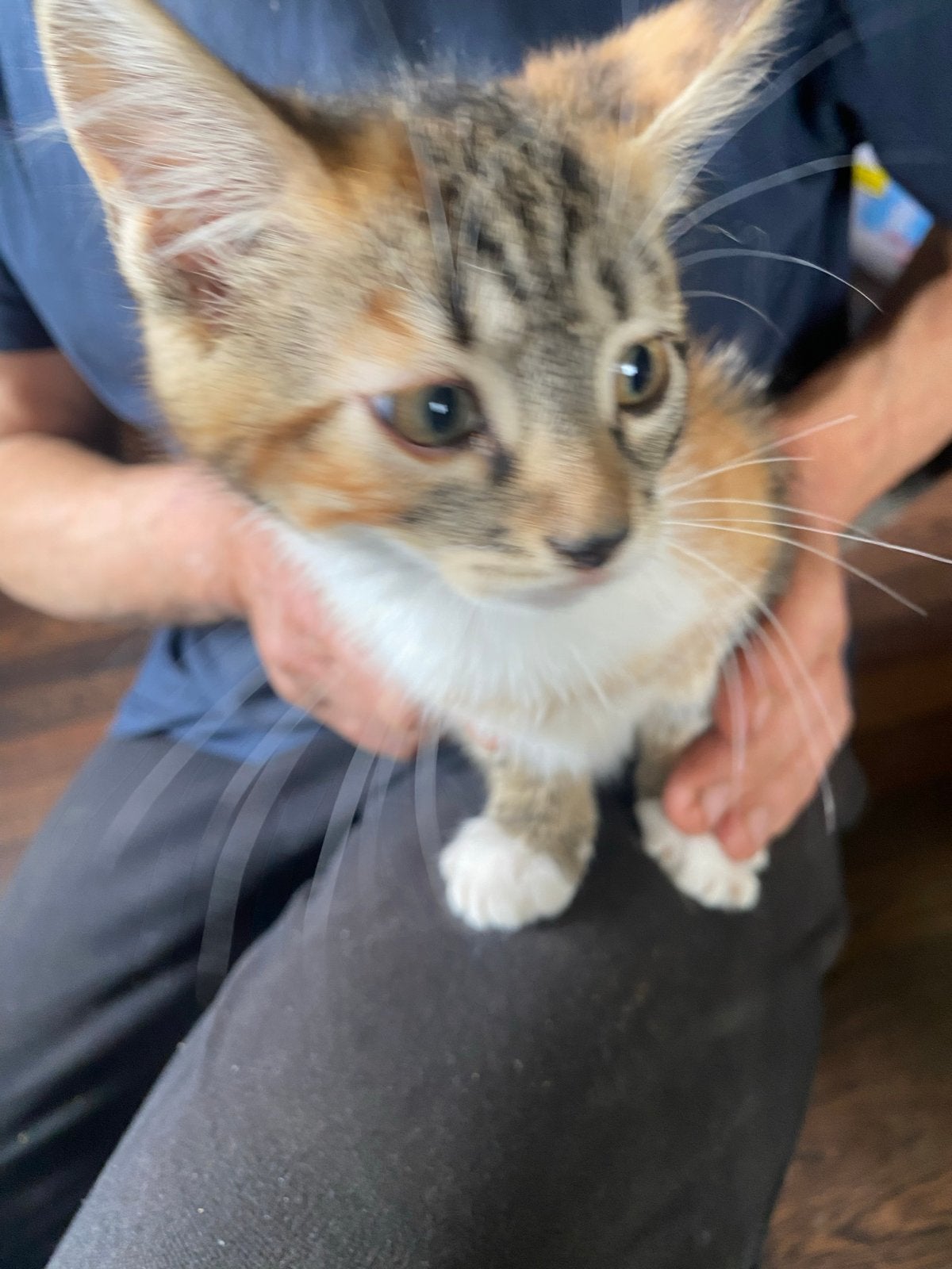 Kittens