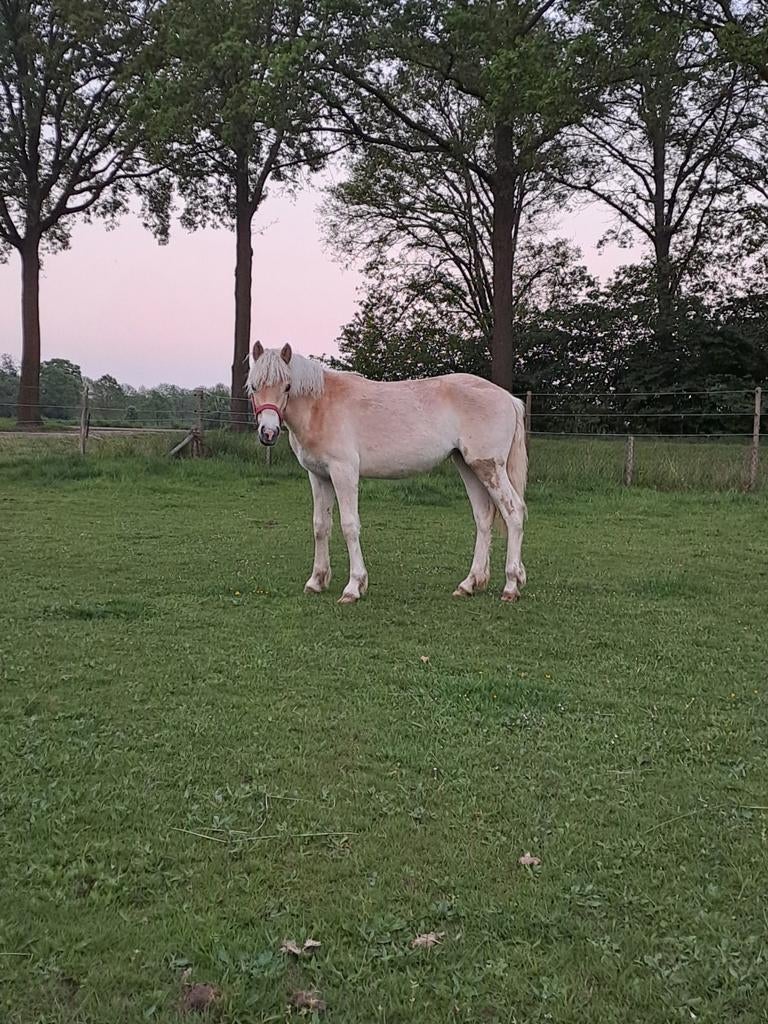 Haflinger veulen jaarling, haflinger veulens, Dieren en Toebehoren, Paarden, Meerdere dieren, Niet van toepassing, Minder dan 160 cm