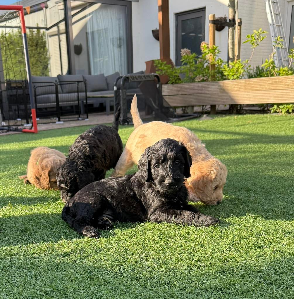 (Australian) Labradoodle pups Medium, Dieren en Toebehoren, Honden | Niet-rashonden, Parvo, 8 tot 15 weken, Meerdere, Meerdere dieren
