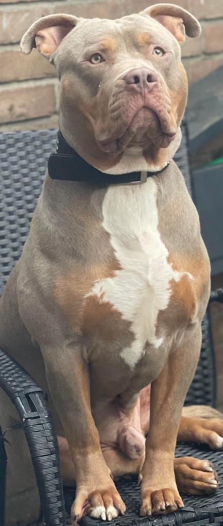 Dekreu American bully XL, Parvo, Reu, Eén hond, 3 tot 5 jaar