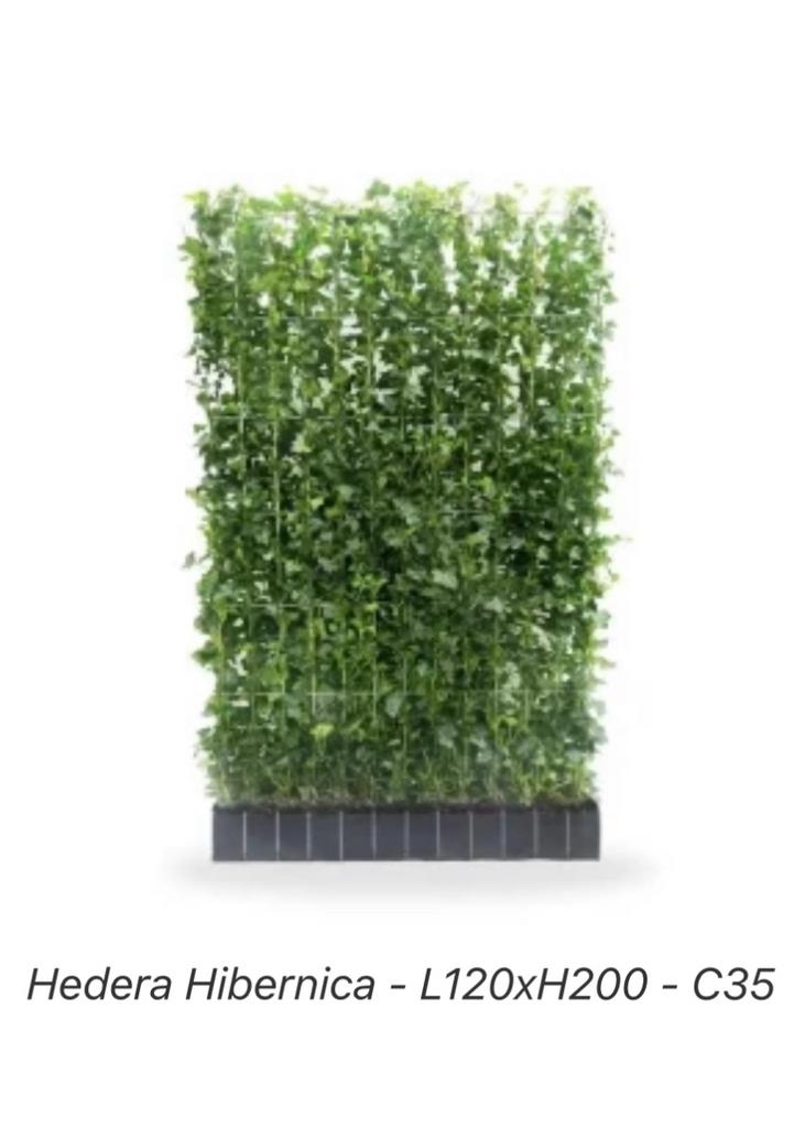 Hedera kant en klaar schermen 120/180 en 120/200 cm, Ophalen of Verzenden, Overige soorten, Haag, 100 tot 250 cm