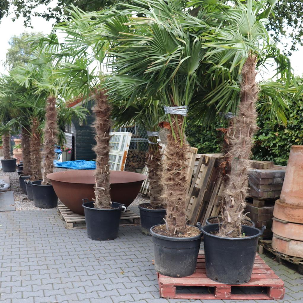 Winterharde palmbomen weer volop verkrijgbaar., Tuin en Terras, Planten | Bomen, 100 tot 250 cm, Zomer, Palmboom, Ophalen