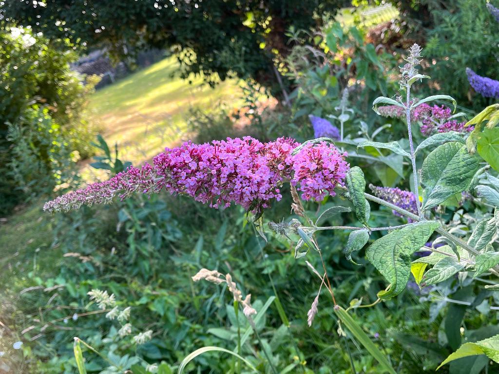 Buddleja Vlinderstruik Pink delight en  Davidii Lochinch, Ophalen, Overige soorten, Volle zon