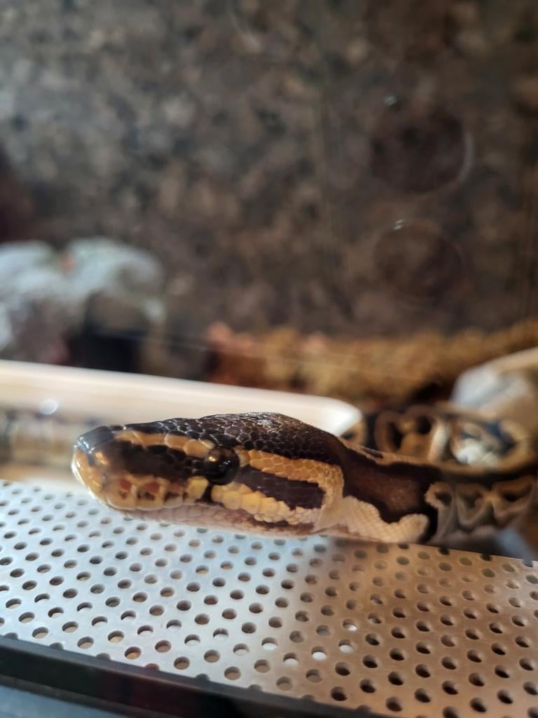 Python regius Koningspython, Dieren en Toebehoren, Slang, Met terrarium, 0 tot 2 jaar