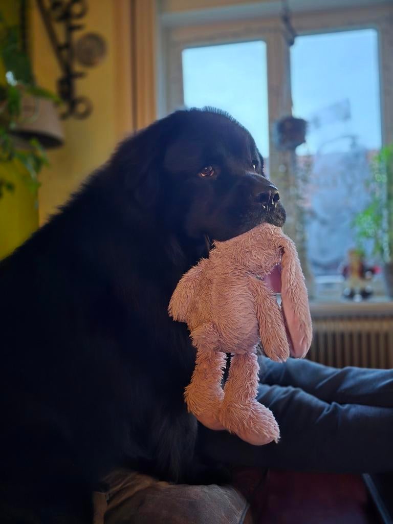 Prachtige newfoundlander, new foundlander ( niet te koop), Eén hond, 3 tot 5 jaar, Nederland, Particulier