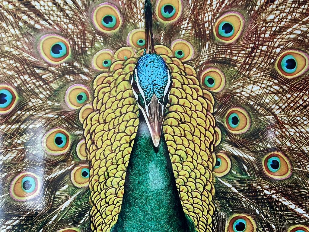 Interart Schilderij Pauw, Antiek en Kunst, Kunst | Schilderijen | Klassiek, Ophalen of Verzenden