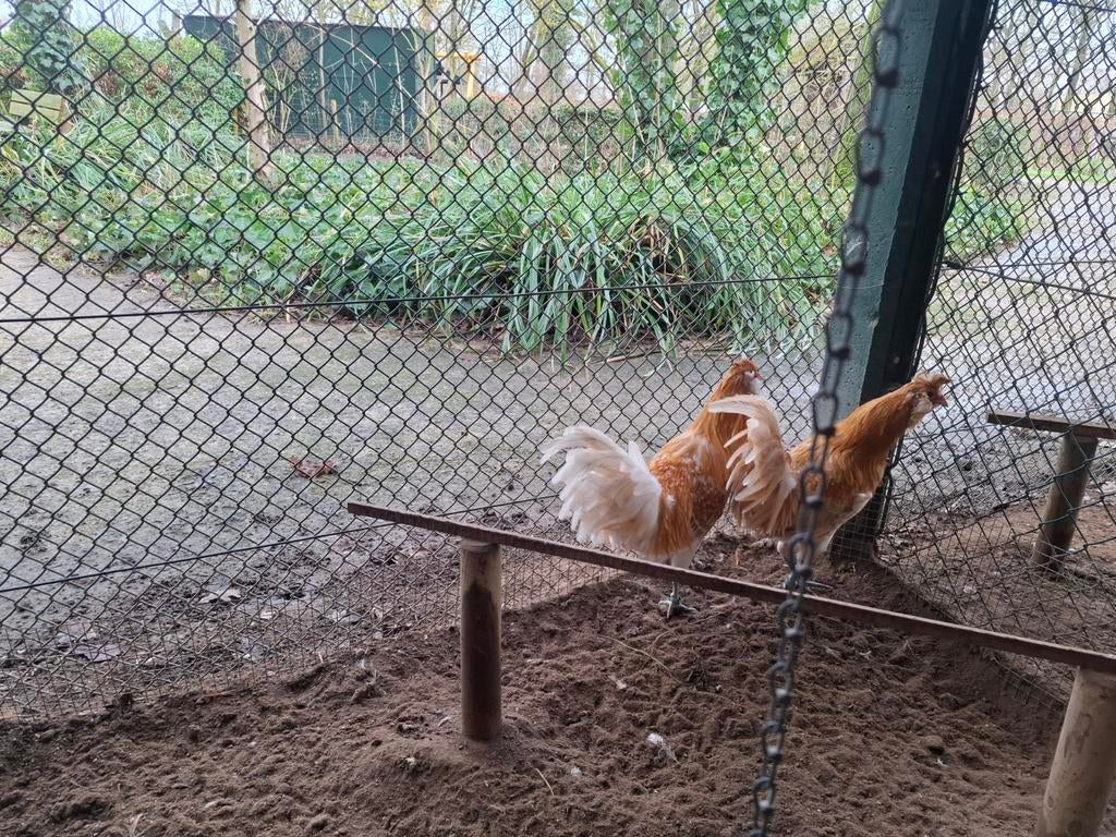 Brabanter hanen, Dieren en Toebehoren, Pluimvee, Mannelijk, Kip