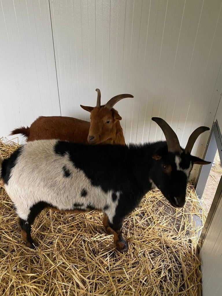 Schapen geiten of varkenshok jadierenverblijven. nl