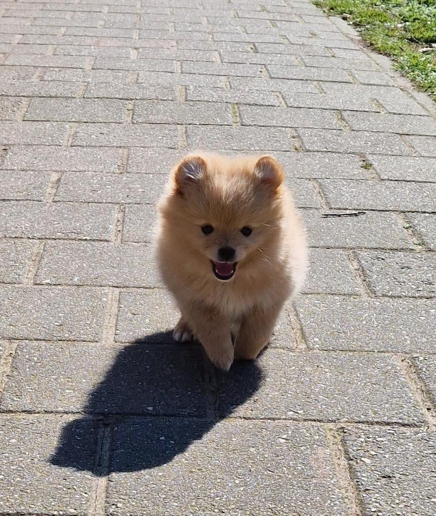 2 prachtige pomeriaan pups, 15 weken tot 1 jaar, Overige rassen, Parvo, Meerdere