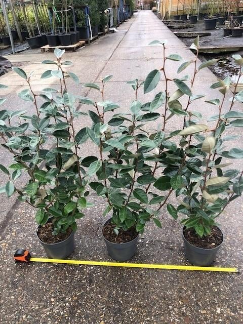 Nieuw binnen, Elaeagnus ebbingei, Olijfwilg 70-80 cm P.O.A., Ophalen of Verzenden, Overige soorten, Haag, Minder dan 100 cm