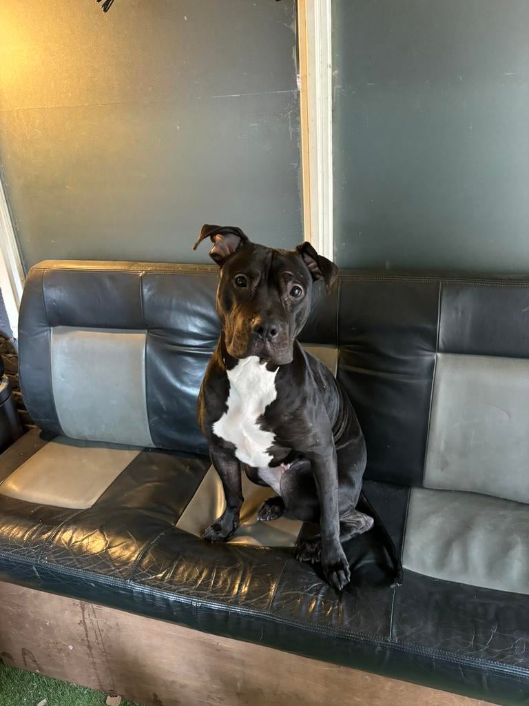 Amerikaanse stafford x pitbull teefje, Overige rassen, 1 tot 2 jaar, Teef, Parvo