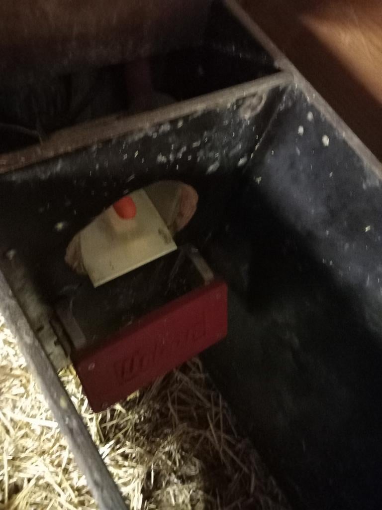 Urban Kalveren drink automaat goed werkend, Dieren en Toebehoren, Runderen, Meerdere dieren