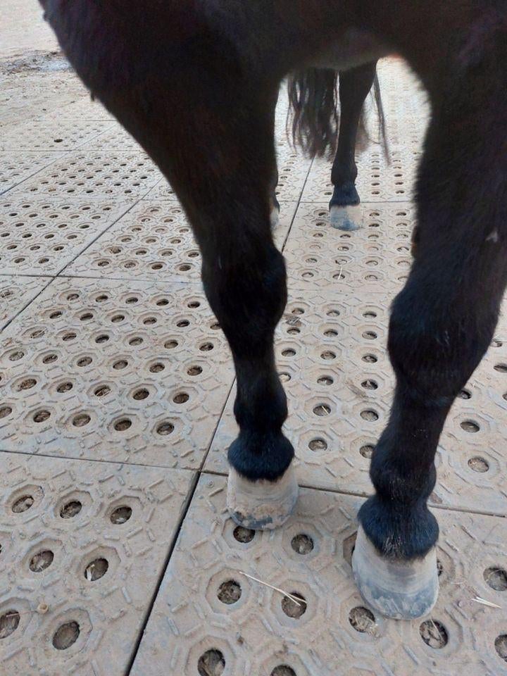 Mudmodder paddockplaten paard pony ideaal voor droge paddock, Ophalen of Verzenden, Nieuw