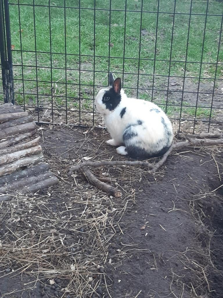 Ram en voedster kleurdwerg konijnen te koop.., Meerdere dieren, Dwerg, 0 tot 2 jaar