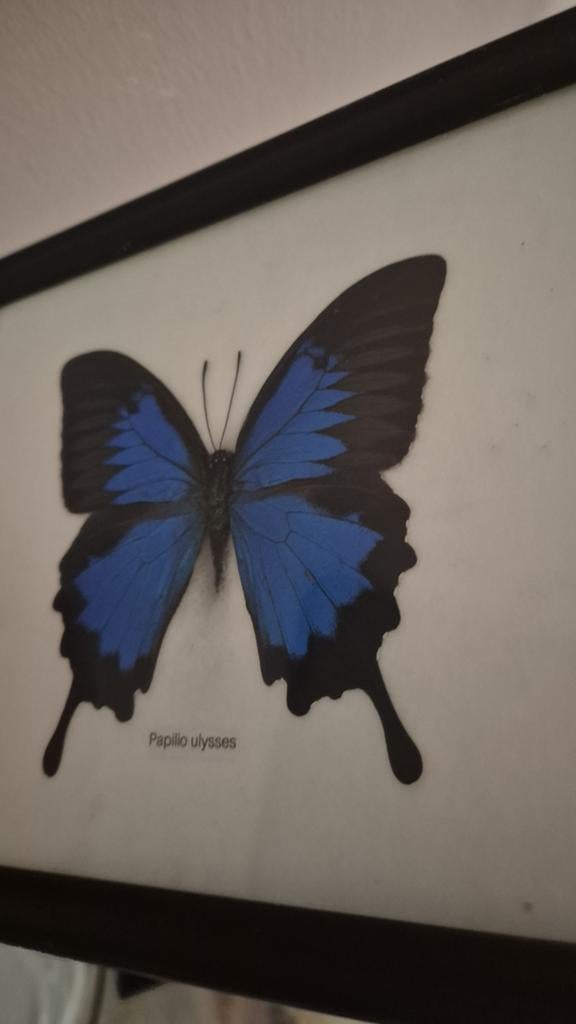 Vlinder Papilio ulysses, Ophalen of Verzenden, Zo goed als nieuw, Insect, Opgezet dier