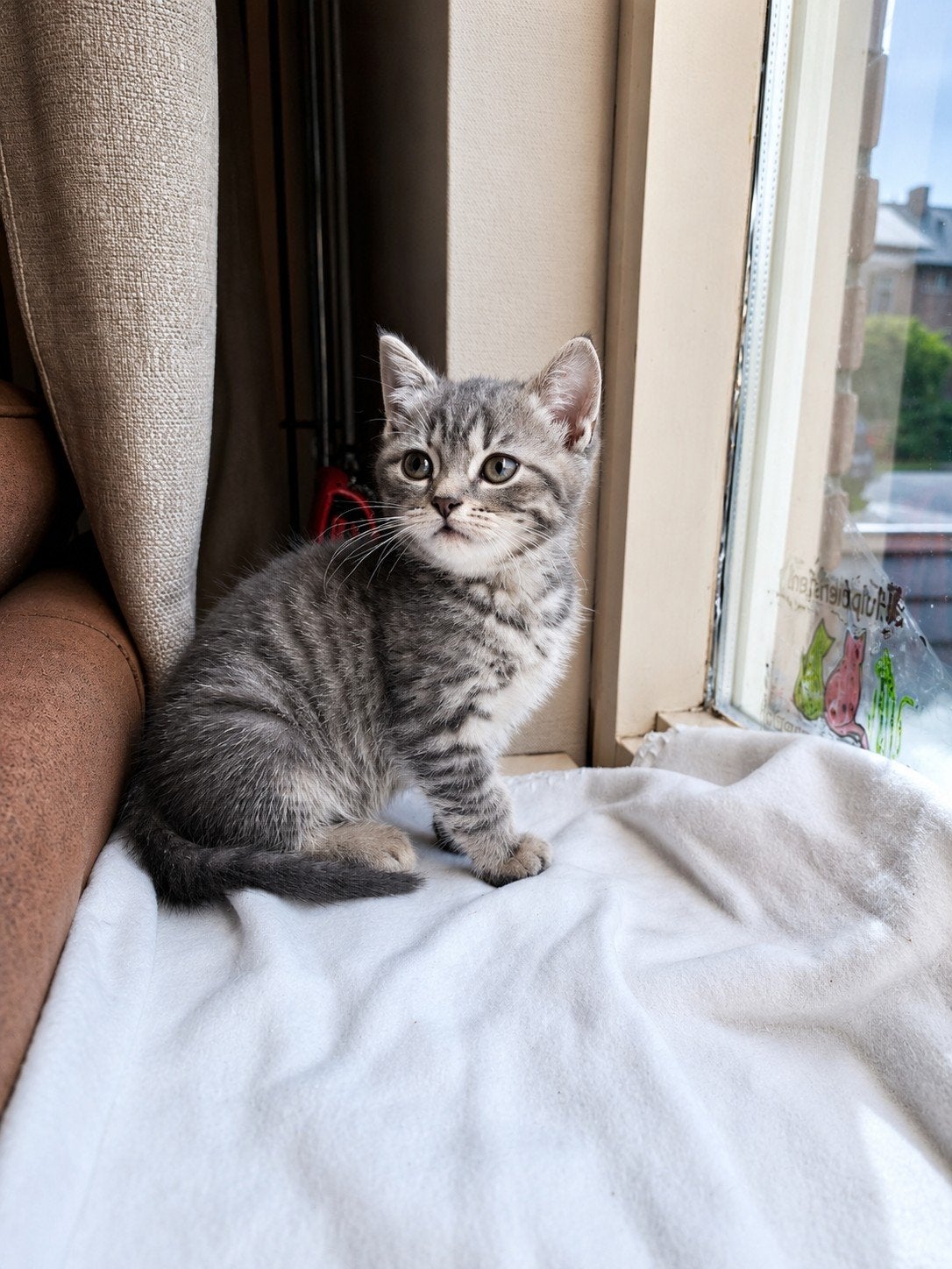 Halve Britse korthaar kitten♡