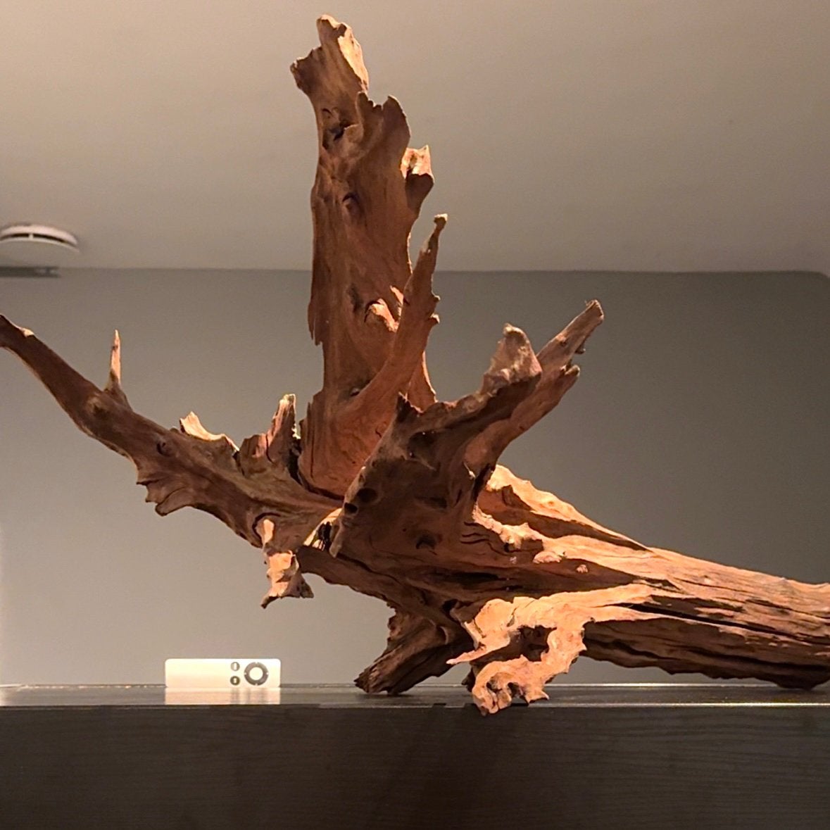 XXL Stuk Kienhout / Spiderwood / Driftwood, Hout Decoratie, Dieren en Toebehoren, Vissen | Aquaria en Toebehoren, Ophalen of Verzenden