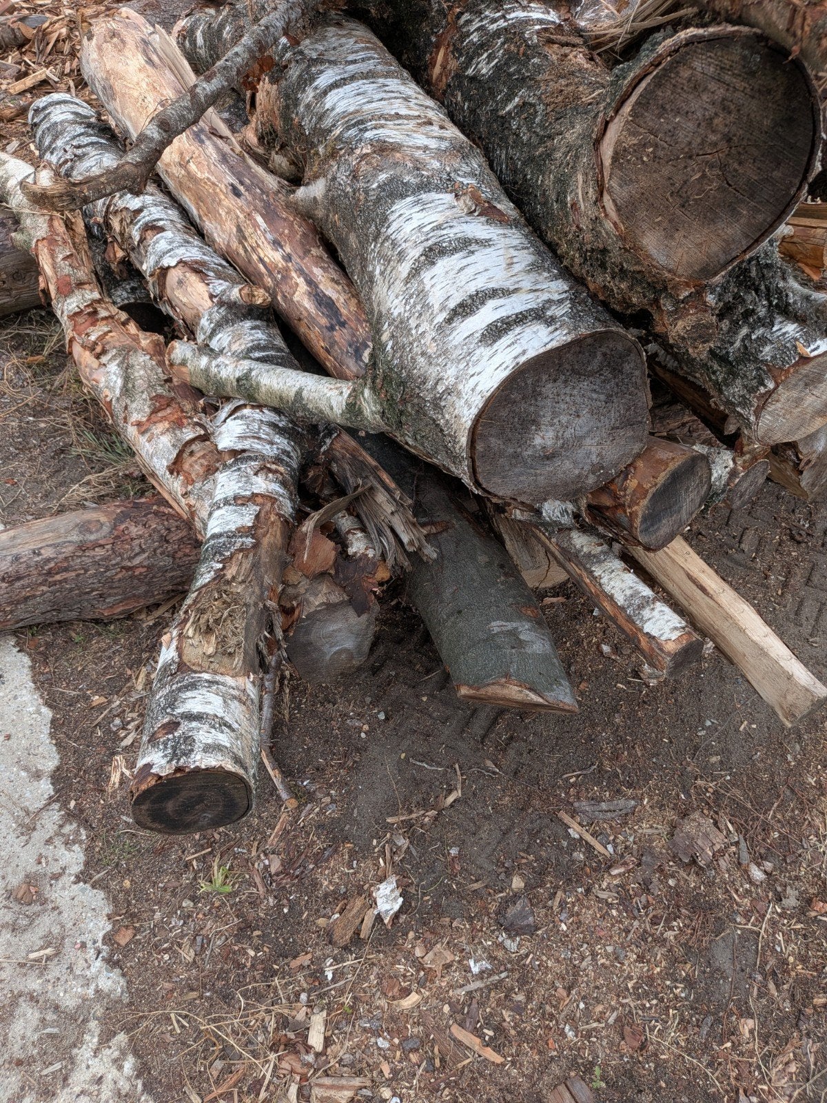 BERKHOUT stammen ongeveer 4 kuub DROOG €300, 3 tot 6 m³, Ophalen, Berkenhout, Stammen