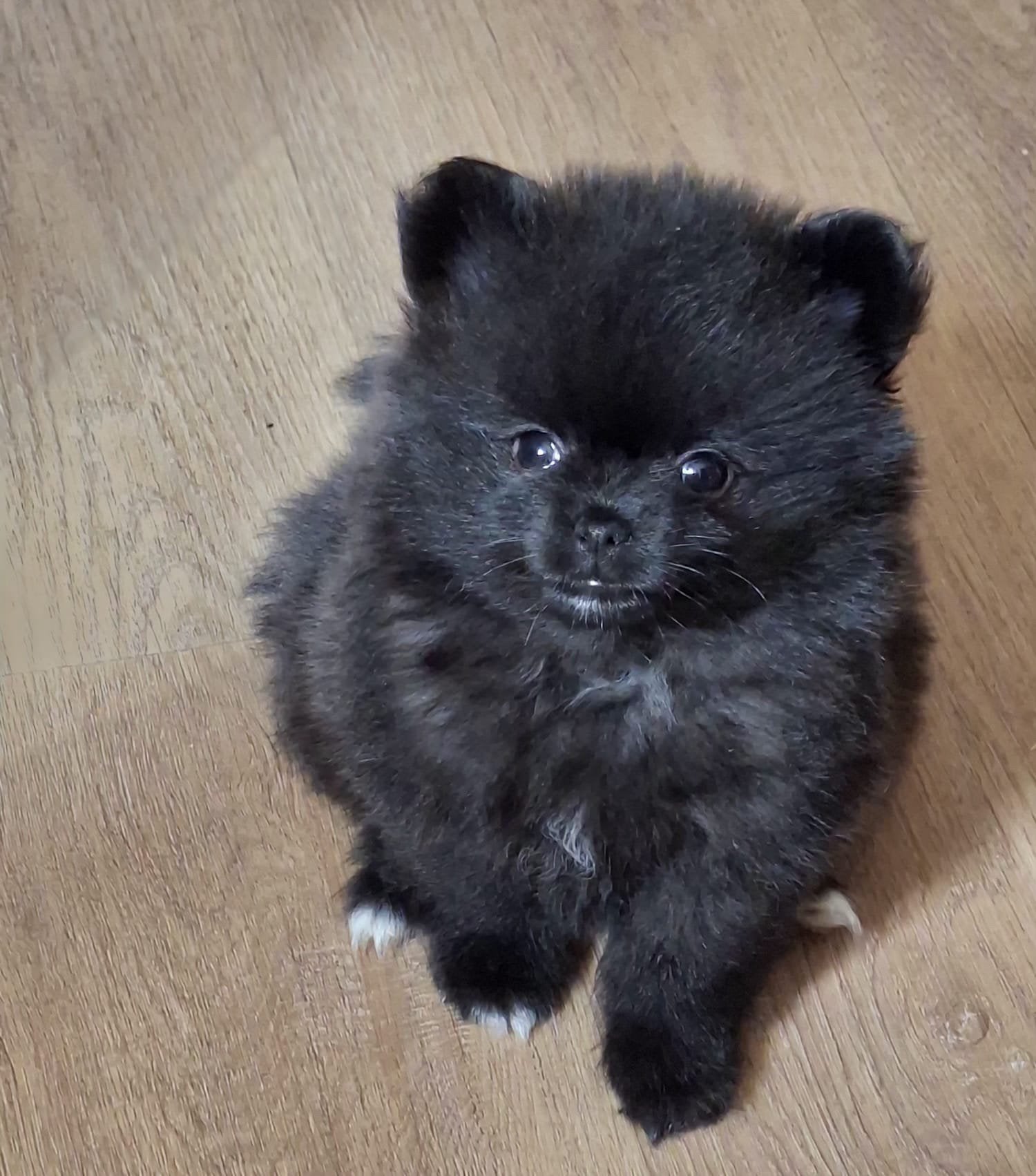 Dwerg keeshond puppie zoekt goudenmand, CDV (hondenziekte), 8 tot 15 weken, Teef, Eén hond
