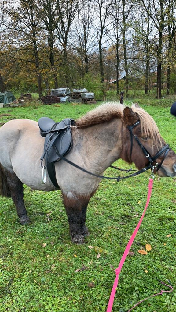 Shetlander zadel, Dieren en Toebehoren, Paarden en Pony's | Hoofdstellen en Tuigage, Ophalen of Verzenden, Overige soorten