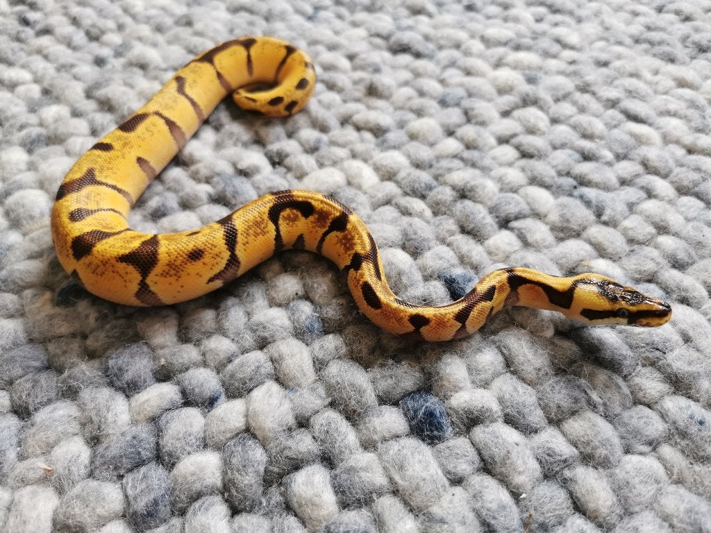 1.0 Super Enchi Pastel Koningspython Ball Python photo 4