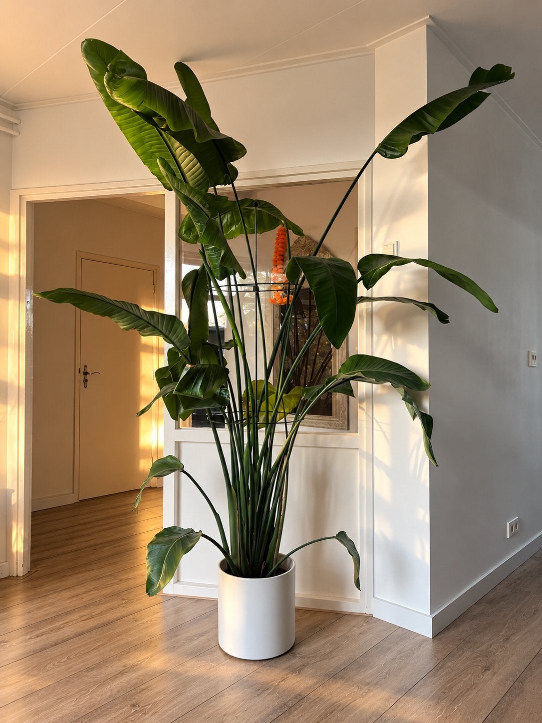 XXL Paradijsvogelplant Strelitzia 260 cm incl. pot, Huis en Inrichting, Ophalen, 200 cm of meer