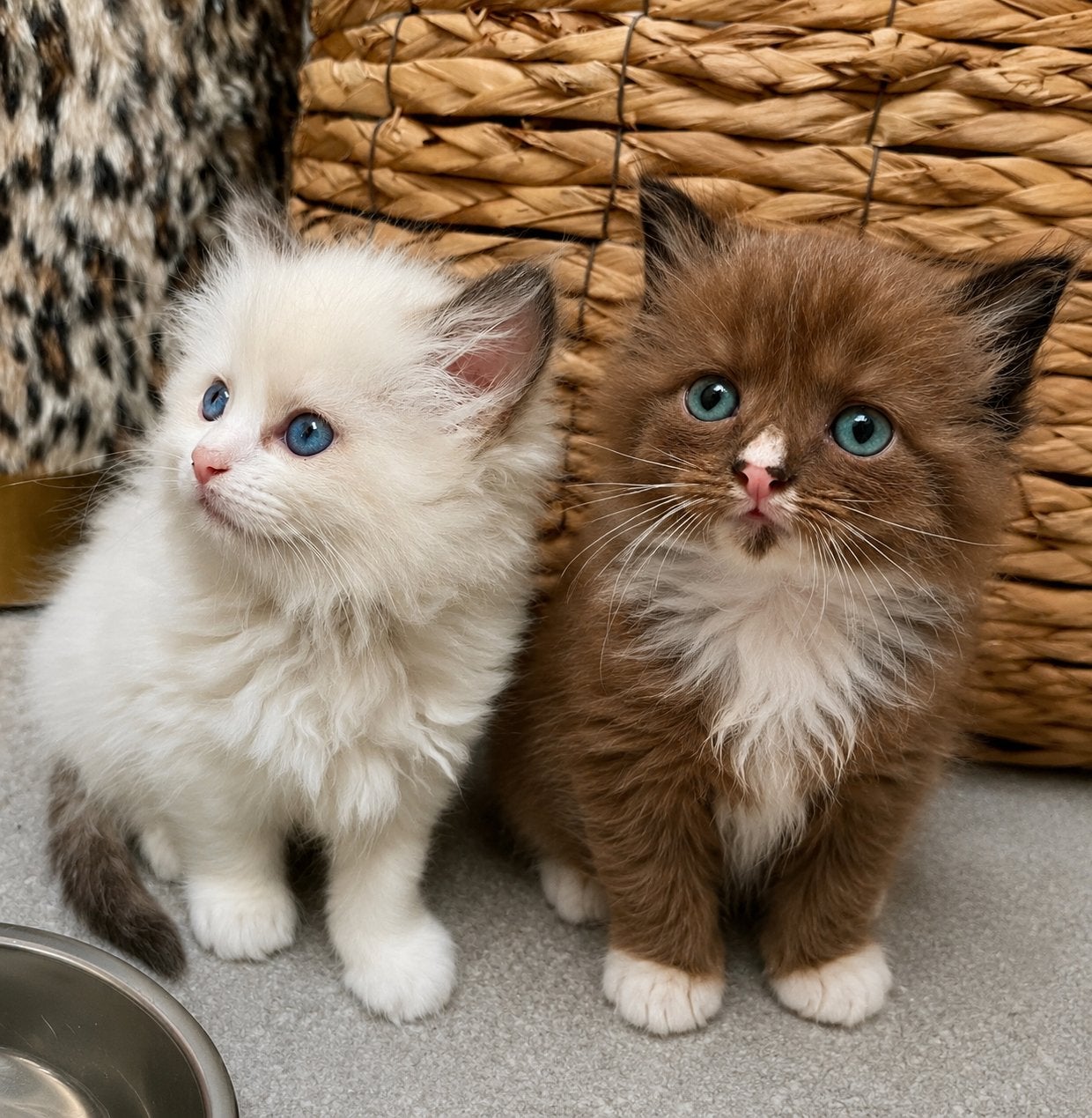 Prachtige Ragdoll kittens met stamboom – geteste ouders, Dieren en Toebehoren, Meerdere dieren, Met stamboom, 0 tot 2 jaar