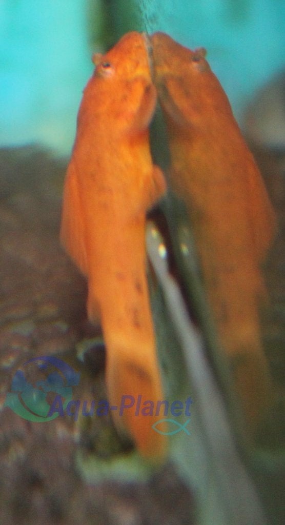 Ancistrus spec. "Red", Dieren en Toebehoren, Vis, Zoetwatervis