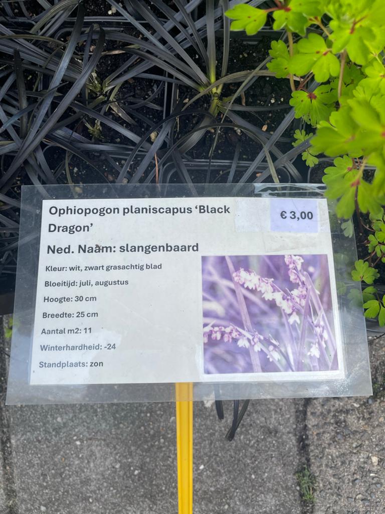 Ophiopogon planiscapus 'Black Dragon' - Zwarte Slangenbaard, Tuin en Terras, Overige soorten, Volle zon, Vaste plant, Ophalen of Verzenden