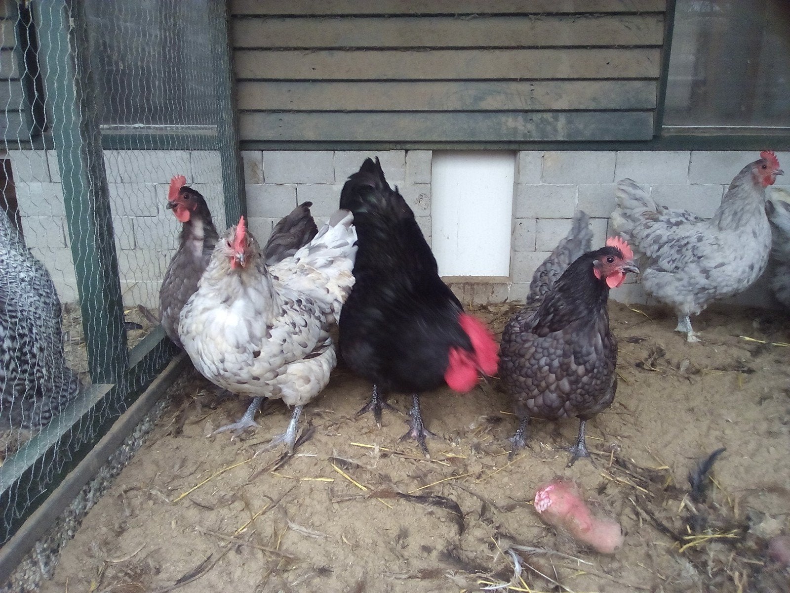 kippen, Dieren en Toebehoren, Meerdere dieren, Kip