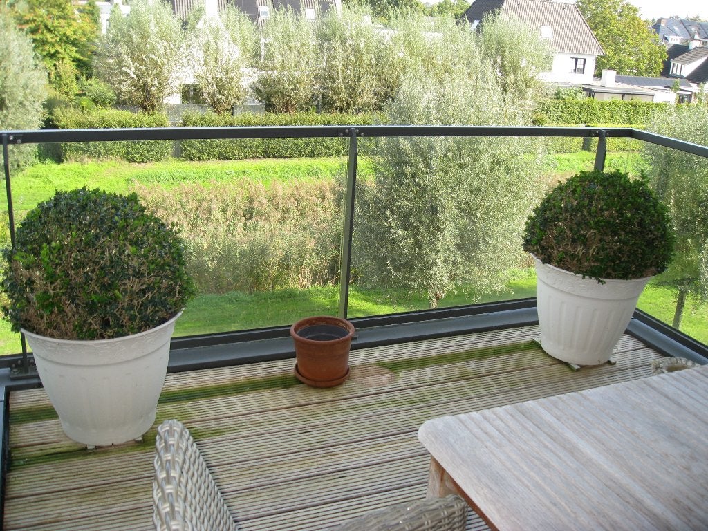 twee terras ilex bollen in mooie kunstof pot, Tuin en Terras, Ophalen, Volle zon, Overige soorten, 100 tot 250 cm